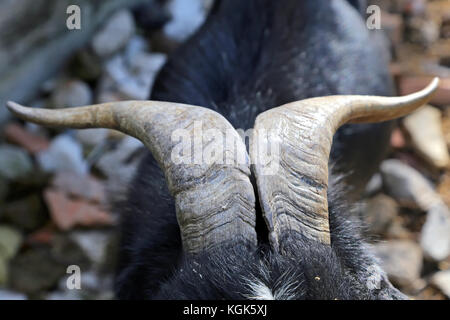 Close up di corno di capra Foto Stock