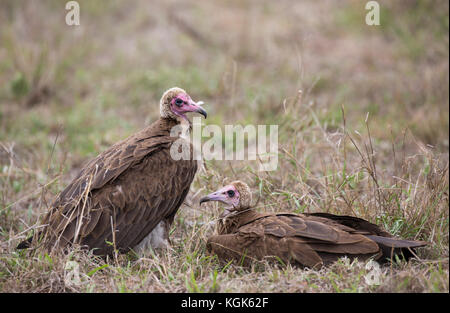 Due incappucciati avvoltoi (necrosyrtes monachus) di appoggio al suolo Foto Stock