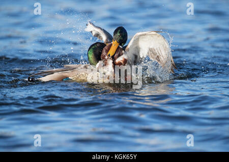 Mallard; Anas platyrhynchos due; i maschi combattimenti Cornwall, Regno Unito Foto Stock