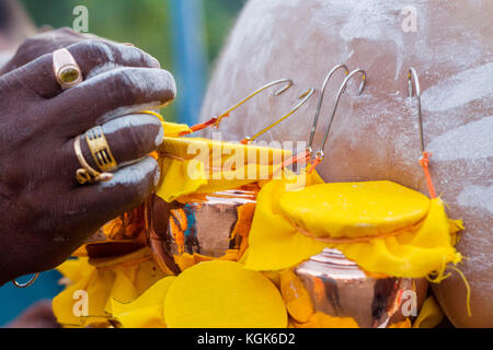 Durante il festival di Thaipusam nel Sud Est Asiatico, Indù devoti la preparazione di preghiera di benedizione di cerimonia dal corpo di perforazione ganci kavadi con pentole di latte per soddisfare Foto Stock