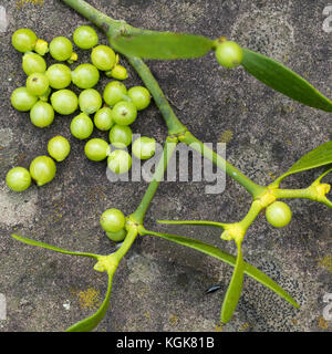 Mistelfrüchte und Mistelblätter, Mistelernte, Ernte, Kräuterernte, Mistel-Ernte, Mistel, Laubholz-Mistel, Weißbeerige Mistel, Viscum album, Mistletoe, Foto Stock