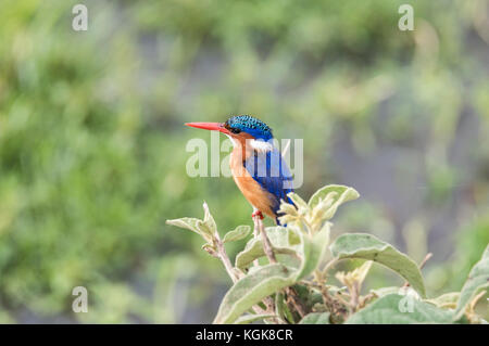 Appollaiato Malachite Kingfisher (Corythornis cristatus) Foto Stock