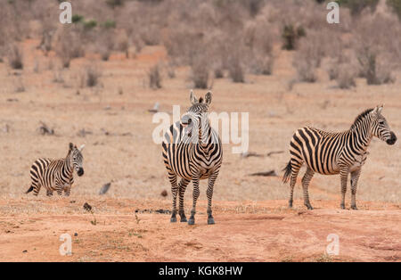 Tre pianure permanente Zebra (Equus quagga) Foto Stock