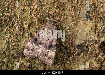 Pyramideneule, Pyramiden-Eule, Amphipyra pyramidea, Noctua pyramidea, rame Underwing, Humped Fruitworm verde, piramidale Fruitworm Verde, La Noctuell Foto Stock
