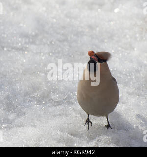 Un waxwing mangiare una mela o una bacca nella neve incandescente Foto Stock