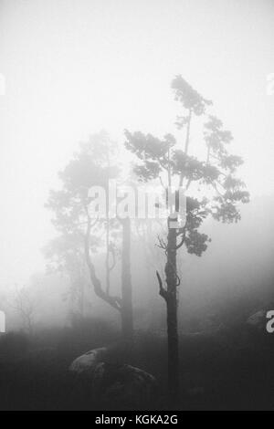 Alberi nella nebbia a Castelo dos Mouros, Sintra, Portogallo. Foto Stock