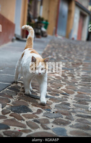 Un gatto randagio in una strada a ciottoli nel Bortigali, Sardegna, Italia Foto Stock