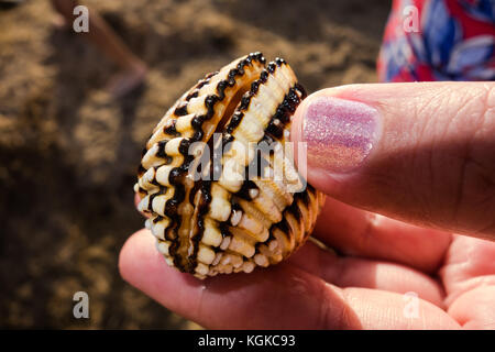 Close up clam shell tenuto in mano tra il pollice e il dito pollice unghie è dipinta con glitter rosa smalto per unghie Foto Stock