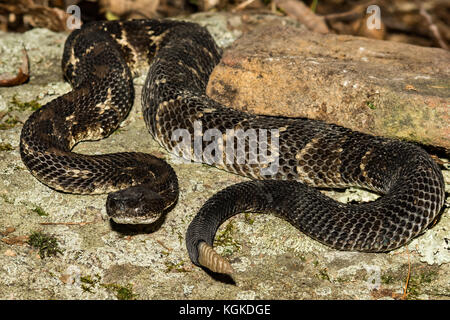 Una chiusura di una fase di nero timber rattlesnake crogiolarvi al sole su una roccia in Pennsylvania Foto Stock