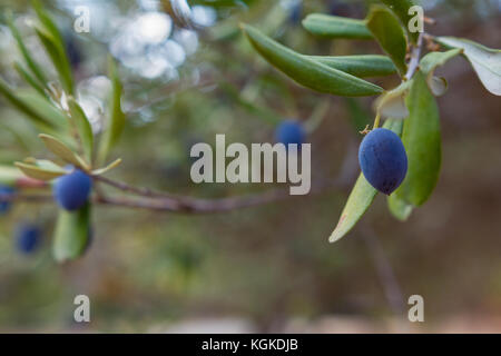 Le olive mature su albero di olivo ramo in primo piano e backkground in soft focus Foto Stock