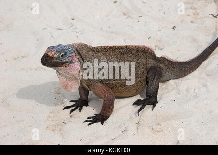 Allen's Cay, iguana Cyclura cychlura inornata, specie in via di estinzione Foto Stock