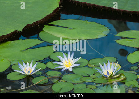 Tre piccoli e formata di recente nymphaea caerulea waterlilies. Noto come il blue lotus, blue lotus egiziano, blu ninfee blu acqua egiziana lily, s Foto Stock