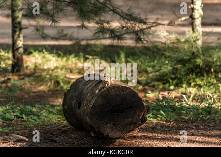 Carino piccolo Scoiattolo striado seduti su un treestump albero caduto nella caduta di algonquin parco nazionale di ontario canada Foto Stock