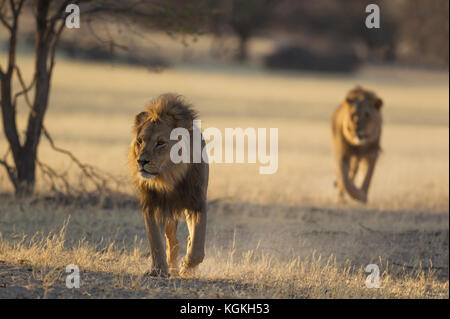 Lion (Panthera leo), due nero-maned Kalahari maschi, il roaming in secco Auob riverbed nelle prime ore del mattino, Deserto Kalahari, Kgalagadi P transfrontaliera Foto Stock