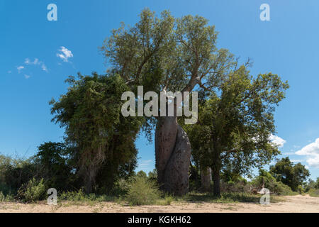 Due intrecciate baobab (Adansonia za), Baobab Amoureux, Baobab di amore, Morondava, Madagascar Foto Stock