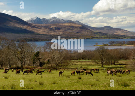 Irlanda soleggiato paesaggio irlandese con branco di cervi e McGillycuddy's Reeks in giornata di sole come la montagna più alta e Carrantuohill coperto di neve. Foto Stock