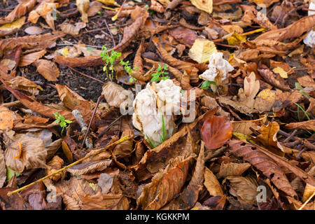 I funghi che crescono su terreno tra i caduti, marciume lascia vicino a un cavallo di castagno, Dorset, Regno Unito Foto Stock