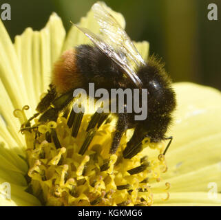 Un lavoratore red-tailed bumblebee (Bombus lapidaries) foraggio su un fiore di testa. Bedgebury Forest, Kent, Inghilterra. Regno Unito. Foto Stock