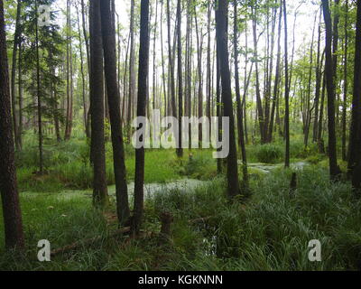 Parco Nazionale Belovezhskaya Pushcha (Repubblica di Bielorussia) Foto Stock