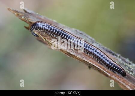 Striped millepiedi, ommatoiulus sabulosus Foto Stock