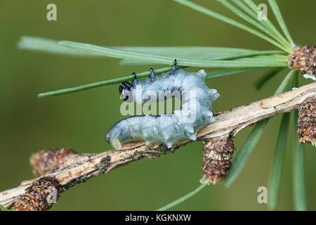 Il larice sawfly, pristiphora erichsonii, principale infestante di larici Foto Stock