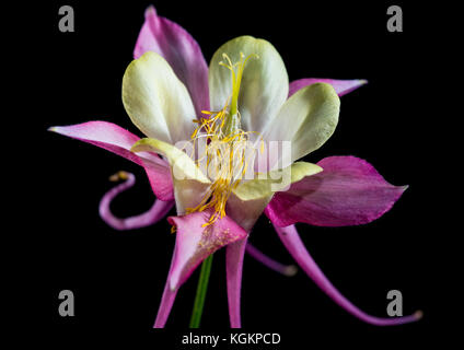 Una ripresa macro di un bel color pastello aquilegia bloom isolata contro uno sfondo nero. Foto Stock