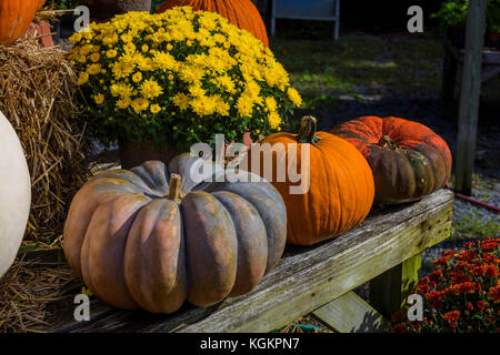 Zucche e piante di crisantemo sul display in corrispondenza di un bordo strada producono stand. Foto Stock