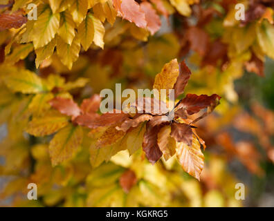 Messa a fuoco poco profonda faggio rami in autunno Foto Stock