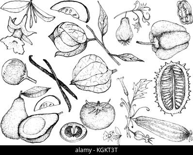 Vegetali e le erbe, illustrazione di mano il bozzetto freschi e deliziosi zucca e squash isolati su sfondo bianco. Illustrazione Vettoriale