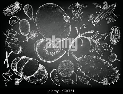 Vegetali e le erbe, illustrazione di mano il bozzetto freschi e deliziosi zucca e squash sulla lavagna. Illustrazione Vettoriale