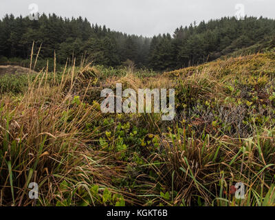 Misty forest a nord di trinidad california Foto Stock