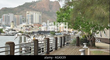 Argento gabbiani (chroicocephalus novaehollandiae), Townsville, Queensland, Australia Foto Stock