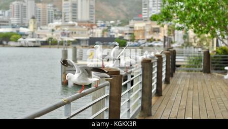 Argento gabbiani (chroicocephalus novaehollandiae), Townsville, Queensland, Australia Foto Stock