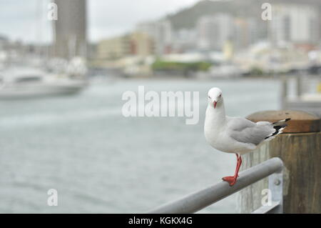 Argento gabbiani (chroicocephalus novaehollandiae), Townsville, Queensland, Australia Foto Stock