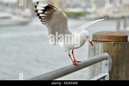 Argento gabbiani (chroicocephalus novaehollandiae), Townsville, Queensland, Australia Foto Stock