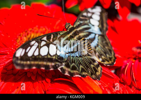 Close-up di farfalla in appoggio su rosso gerbera daisy Foto Stock