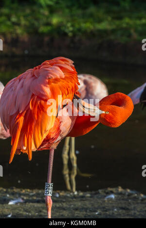 American Flamingo a Slimbridge Foto Stock