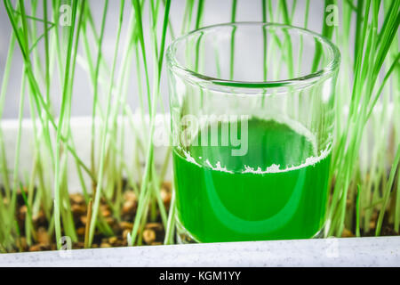 Wheatgrass shot. succo di erba di frumento. trend della salute Foto Stock