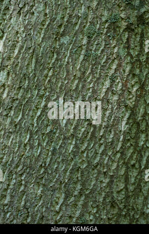 Primo piano della quercia corteccia compresi i funghi Foto Stock