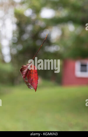 Red fall leaf sospesa a mezz aria da spider web Foto Stock