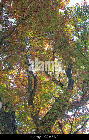 Retroilluminato lascia cadere sulla Blue Ridge Parkway in Carolina del nord Foto Stock