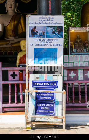 Donazione box per cani bisognosi a un tempio in Chiang Mai Thailandia Foto Stock