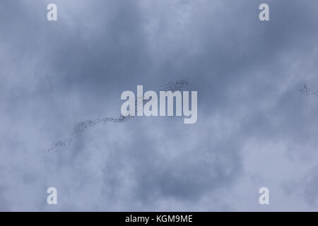 Stormo di uccelli facendo una bella forma sinuosa nel cielo Foto Stock