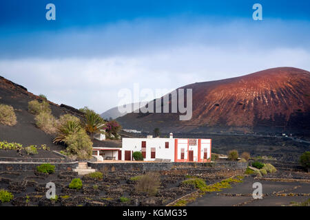 Vigneti che crescono su ceneri vulcaniche. Regione di la Geria. Isola di Lanzarote. Isole Canarie Spagna. Europa Foto Stock