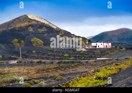 Vigneti che crescono su ceneri vulcaniche. Regione di la Geria. Isola di Lanzarote. Isole Canarie Spagna. Europa Foto Stock