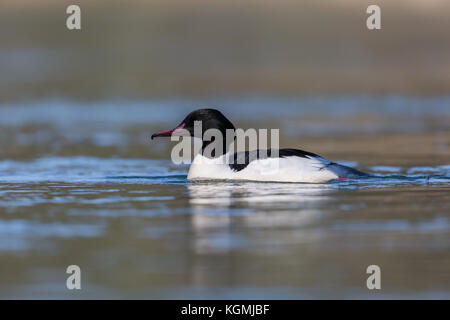 Ritratto maschile merganser comune (Mergus merganser) bird nuoto acqua luce solare Foto Stock
