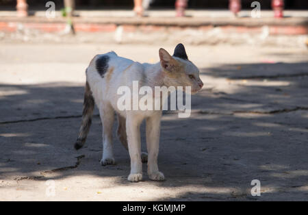 Gatti sulle strade della Thailandia Foto Stock