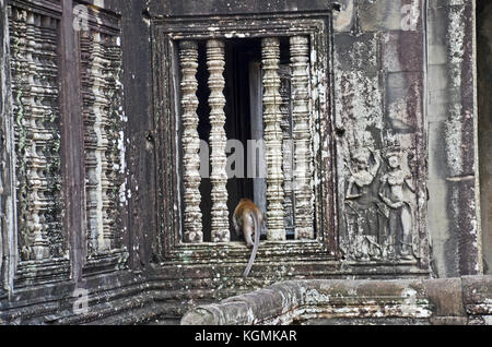 Una scimmia scompare accurata di una finestra in Angkor Wat Foto Stock