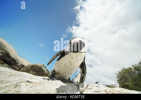 I Penguins africani a Boulders Beach Foto Stock