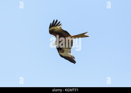 Flying naturale di nibbio reale (Milvus milvus) gli uccelli rapaci, ali spiegate, cielo blu Foto Stock